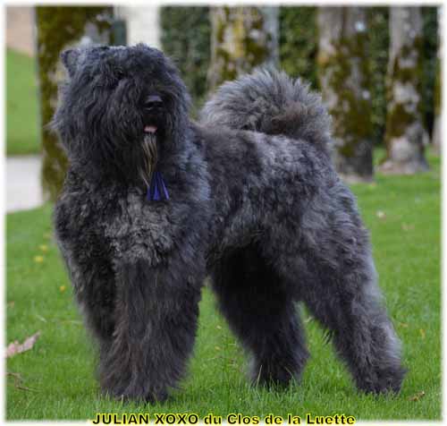 JULIAN XOXO du Clos de la Luette SITE WEB ELEVAGE DU CLOS DE LA LUETTE SPECIALISE POUR LE BOUVIER DES FLANDRES ©